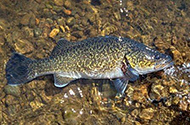 Eastern freshwater cod are very easily identified by their distinct colour and marking.