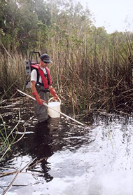 Electrofishing for Oxleyan pygmy perch