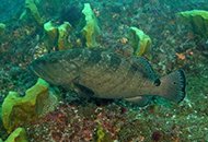 Black cod are very cryptic against the colours of the reef