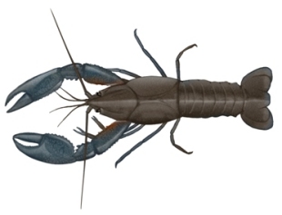 Redclaw crayfish