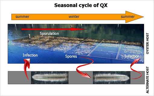 Seasonal cycle of QX