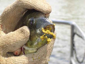 Mozambique Tilapia with eggs