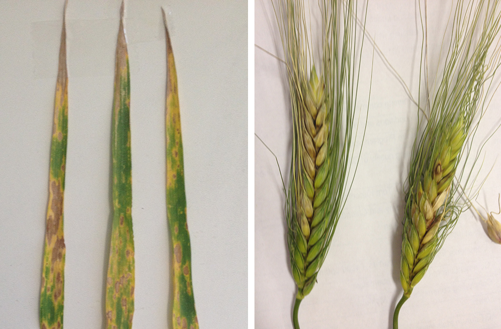 Durum wheat growers encouraged to crops