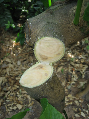 A close view of the disease in a plant