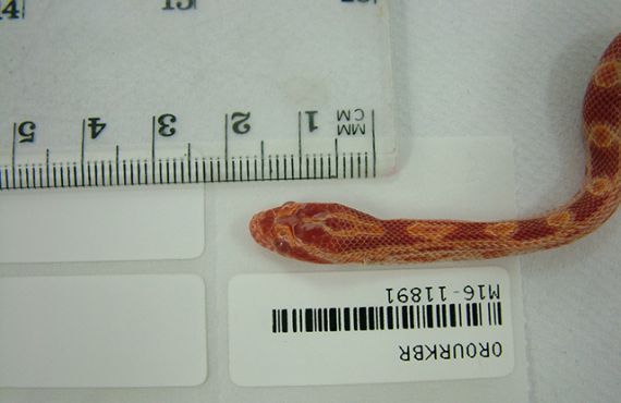 Head size of American corn snake