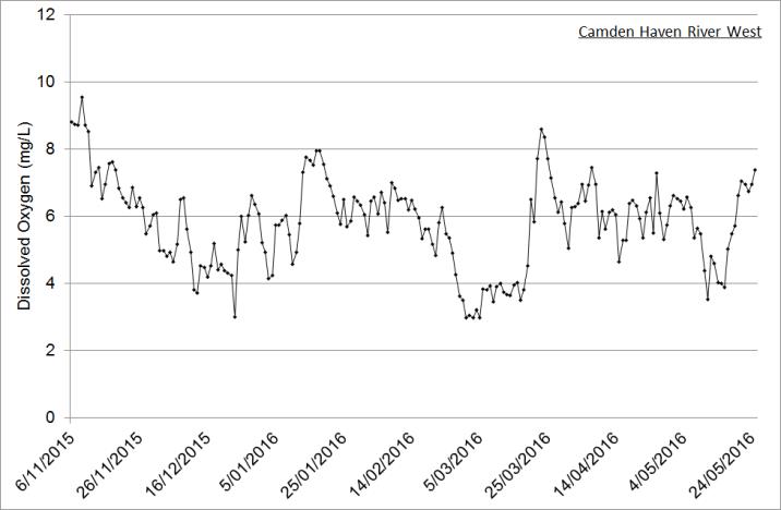 Figure 8. Dissolved oxygen logger data from the western mouth of the Camden Haven River, the main tributary to Watson-Taylor Lake in the Camden Haven estuary (6 month time-series from project commencement shown). Dissolved oxygen generally remained above 