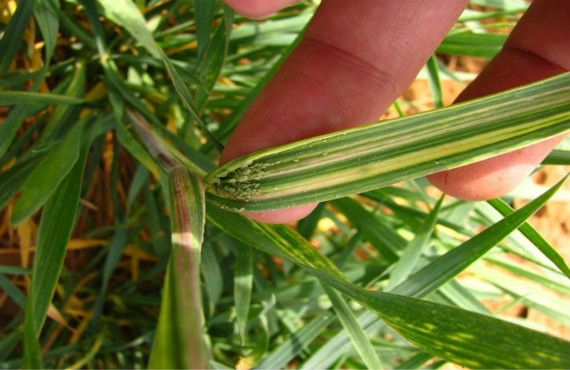 Figure 2. Feeding of Russian wheat aphid colonies causes striped discolouration of leaves (Image: Anna-Maria Botha et.al., bio.biologists.org)