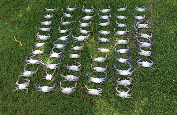 Seized Blue swimmer crabs from the Shoalhaven area (NSW South CoasT) on grass