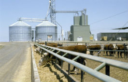 Feedlot with silos