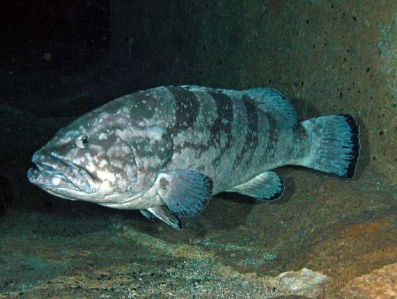 A large black cod swimming over rocky substrate 