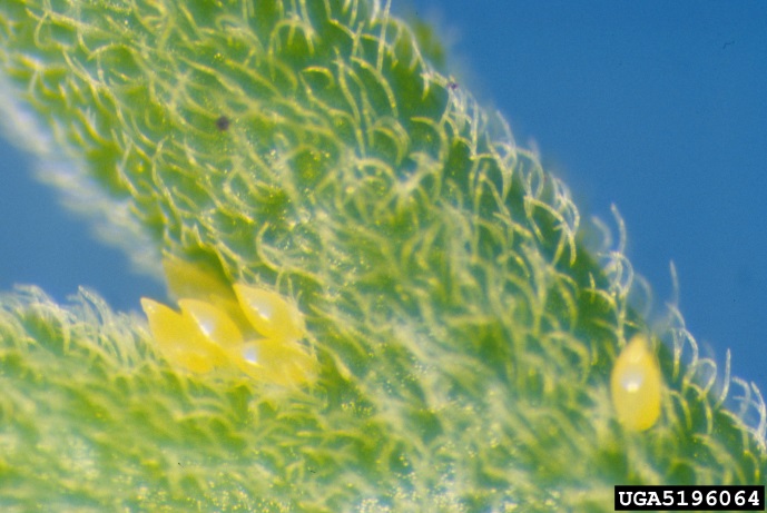 Magnified image showing yellow psyllid eggs on stem of a plant