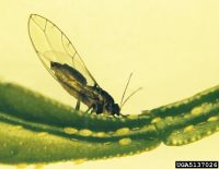 Psyllid insect on a green leaf with a yellow background