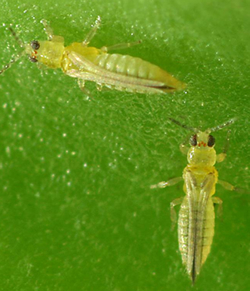 Magnified image of 2 light green insects on a slightly darker green background