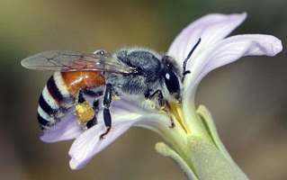 Dwarf honeybee has white and black banding on abdomen 