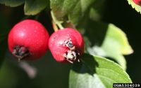 Two hawthorn berries, one with a fly on the surface