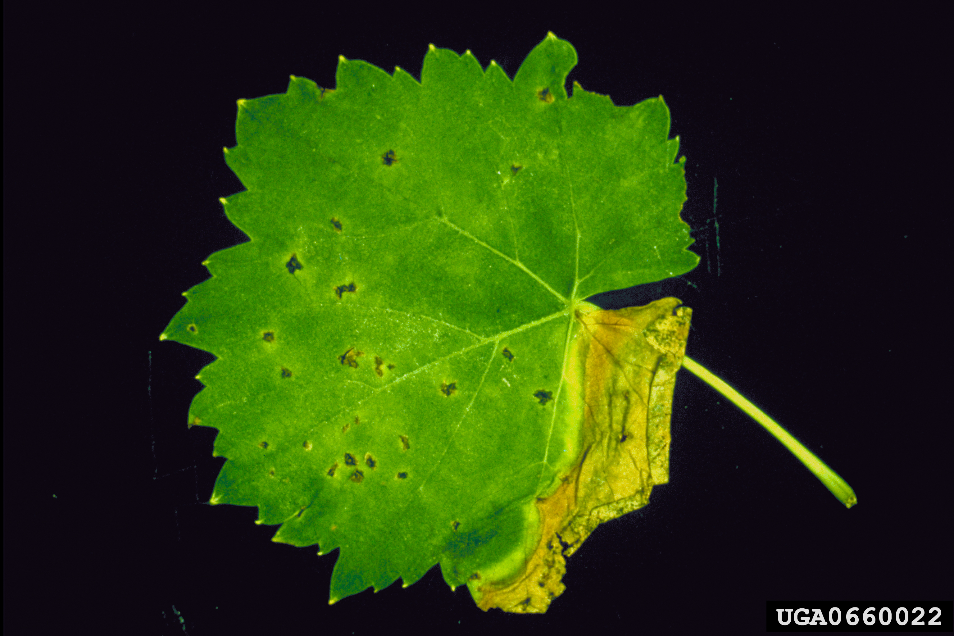 Green grapevine leaf with dark lesions and a section that has yellowed and is dying