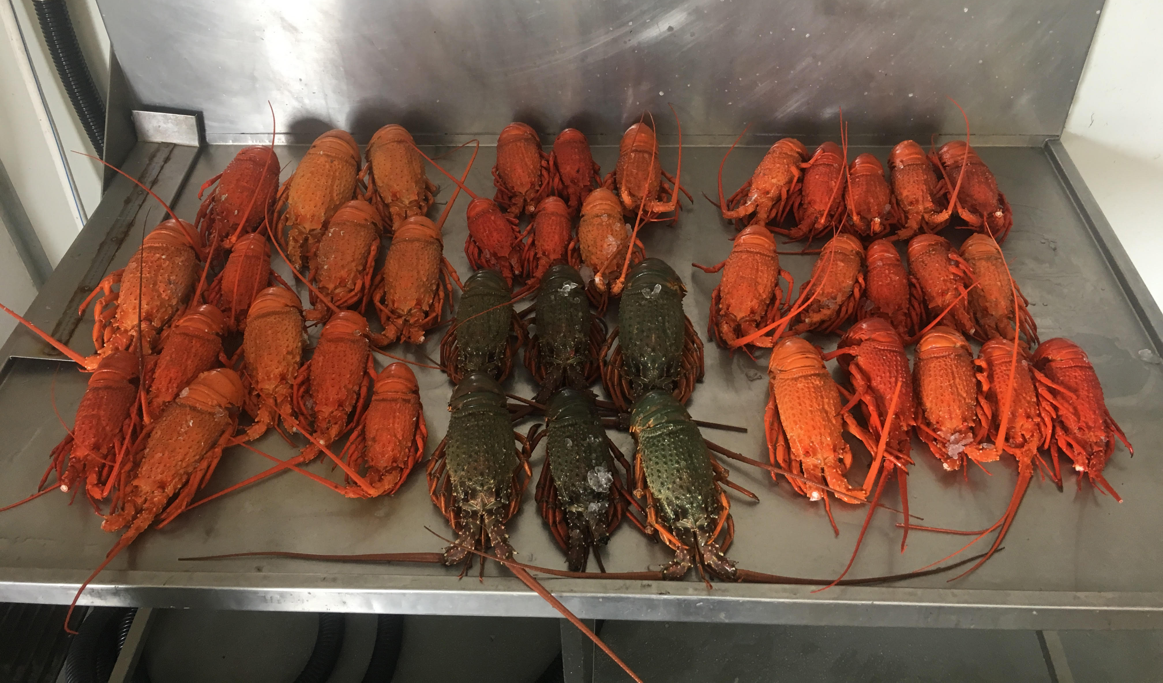 40 lobster seized by fisheries officers 