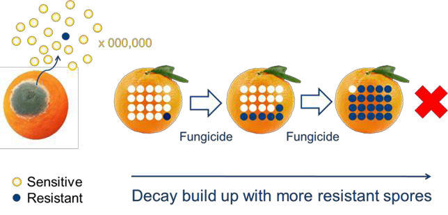 Fungal resistance on fruit