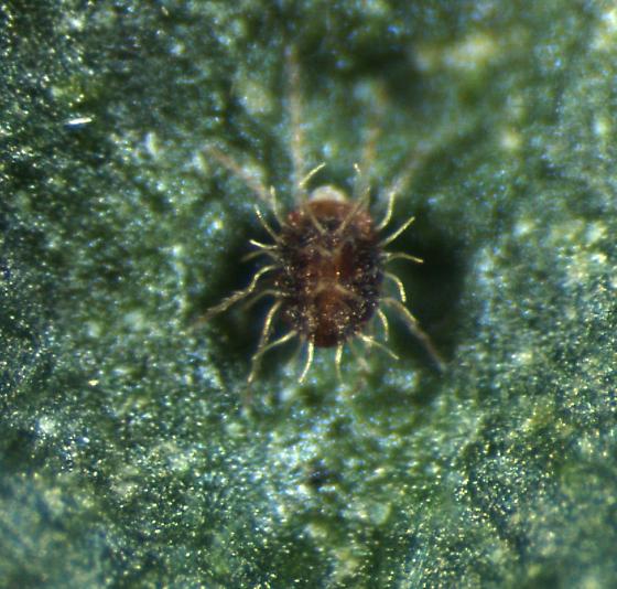 Magnified image of a hazelnut mite showing oval body, black brown colouring and fine hairs covering the body. 