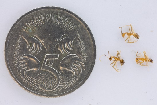 Figure 6. Photograph of yellow crazy ant in comparison to a 5 cent piece