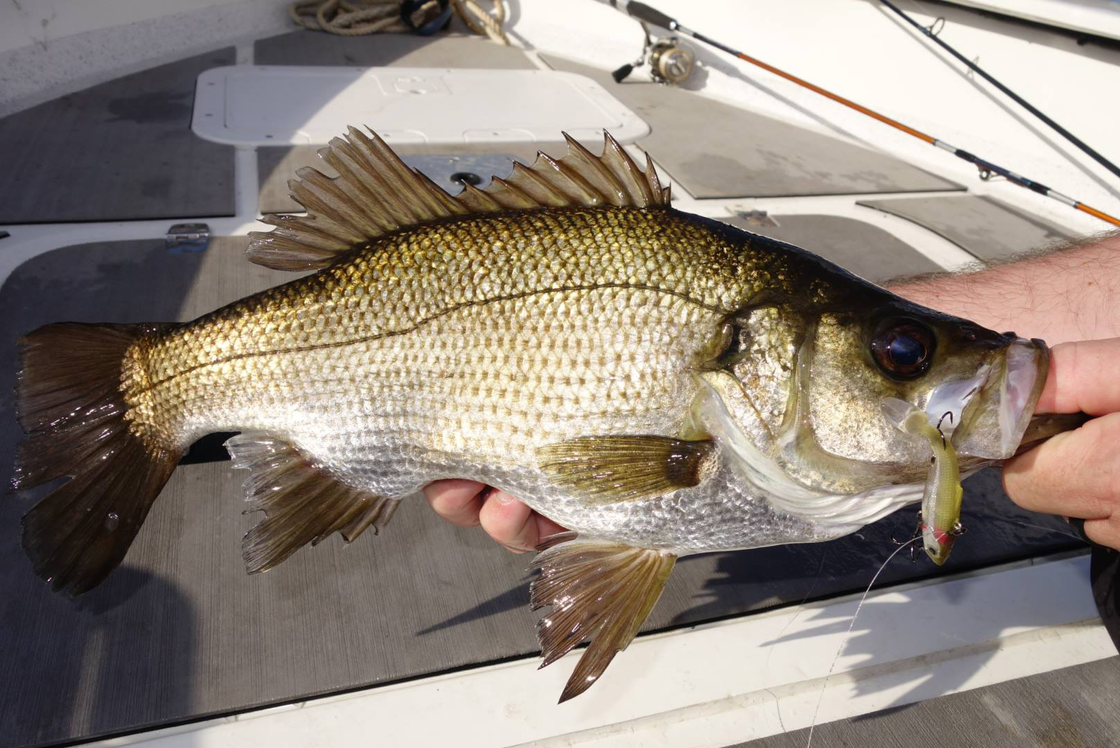 Estuary Perch Photo: NSW DPI