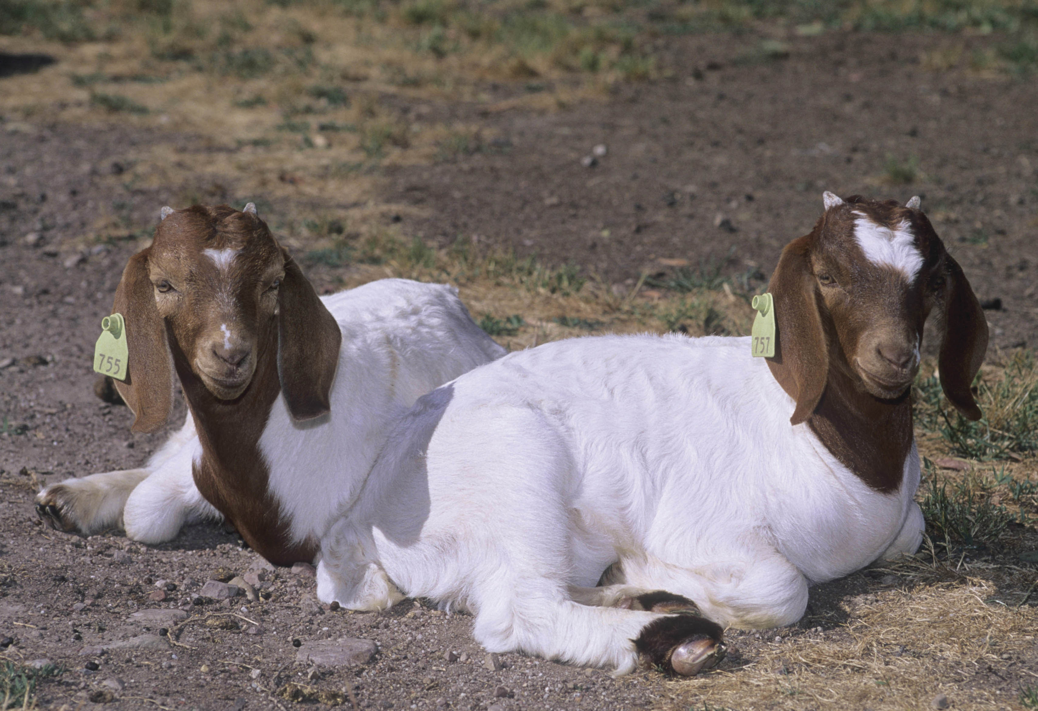 Two boer goat kids sitting on ground