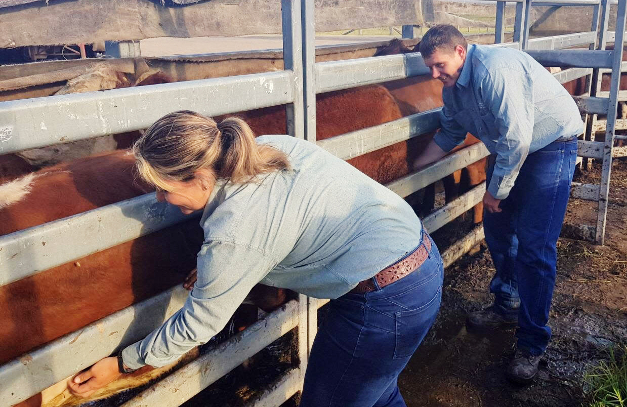 Kristy Saul and Chris Knight conducting a cattle tick inspection at Kempsey Saleyards