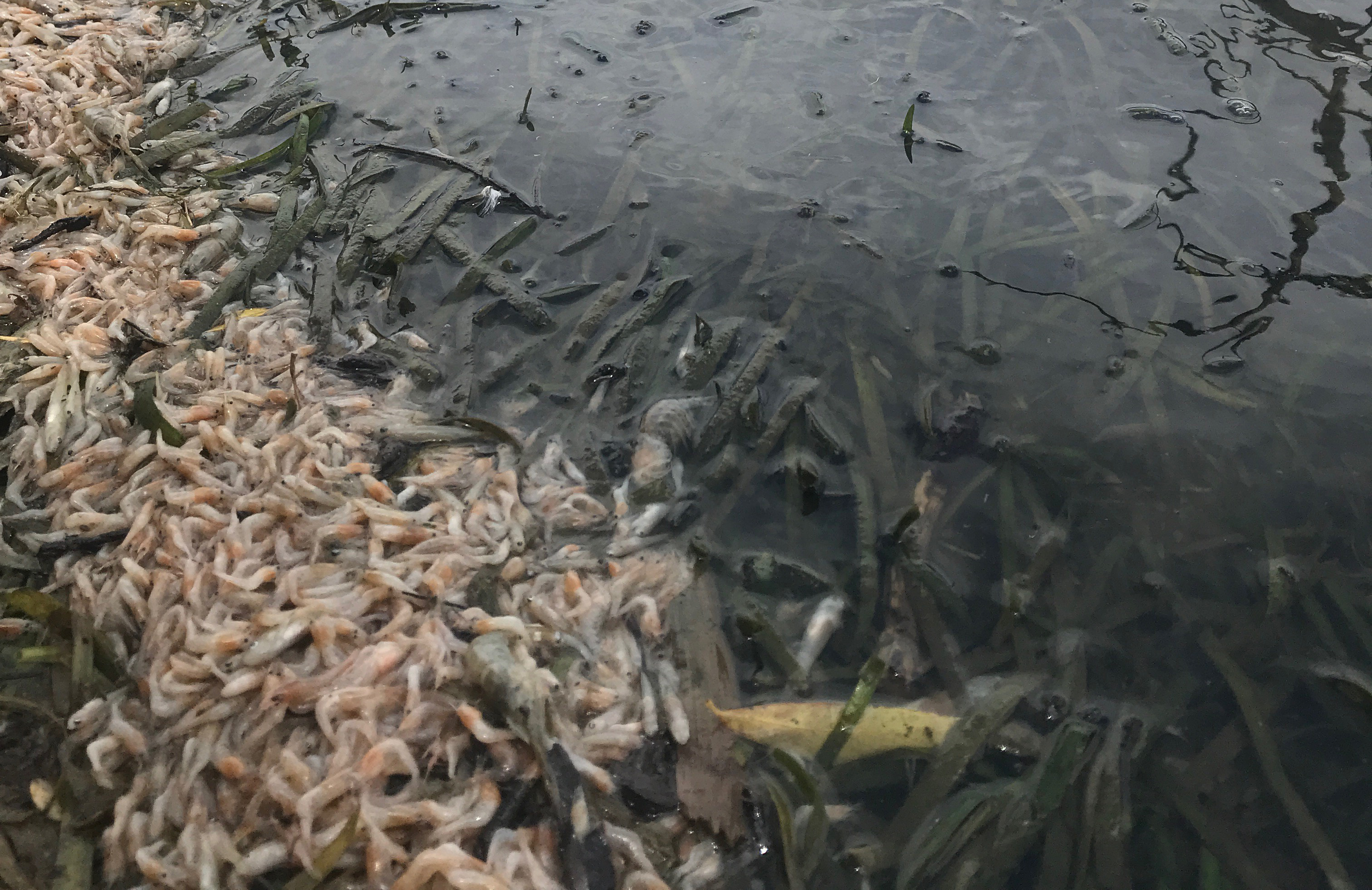 Freshwater shrimp fish kill at Lake Inverell