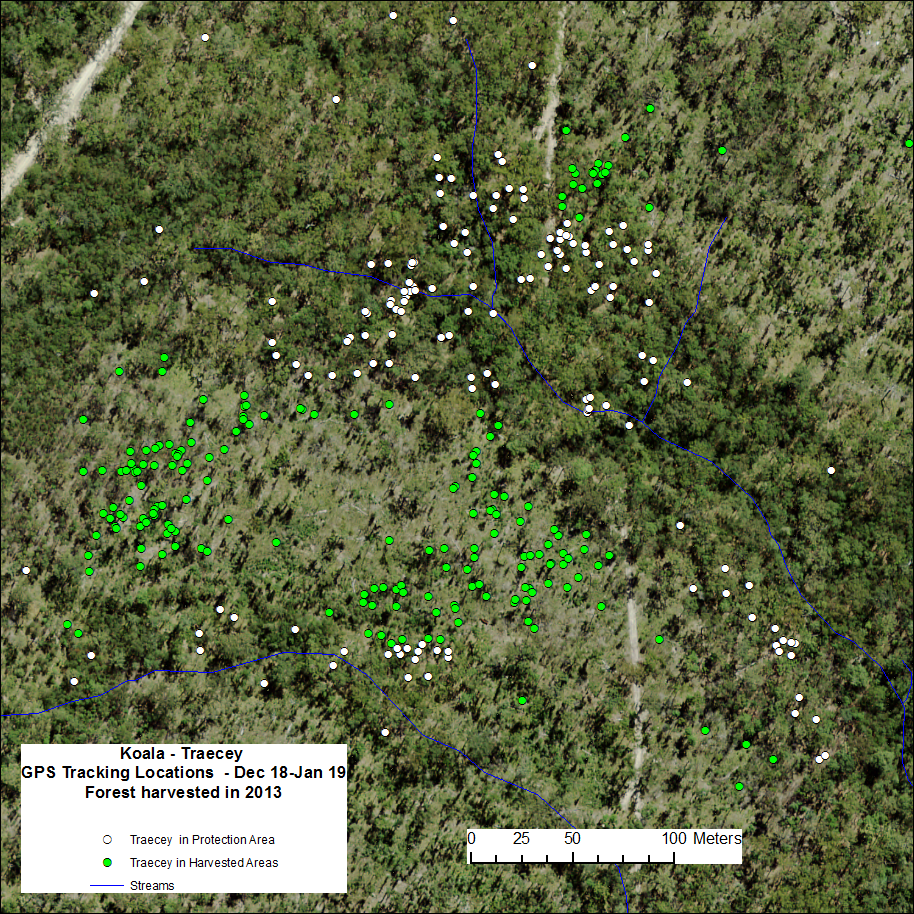 map of where koalas have been tracked