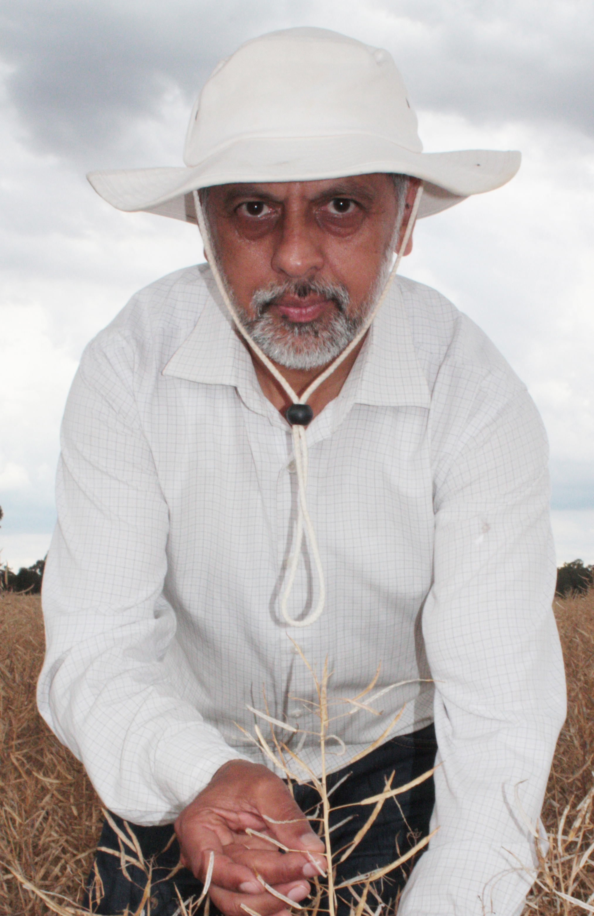 Dr Harsh Raman holding a canola stalk