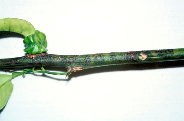 Green stem of an orange tree with small light brown lesions on surface of stem