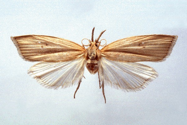 Sugarcane internode borer moth with wings extended and a short body