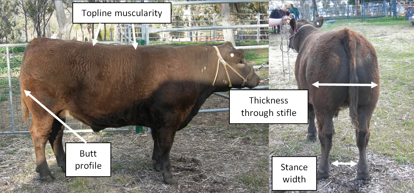 The sites used to evaluate muscularity - for an accessible explanation of this image contact the author todd.andrews@dpi.nsw.gov.au