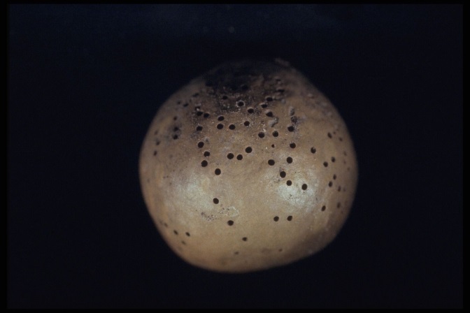 Macadamia nut showing approximately sixty 0.5 mm holes bored into the surface of the husk 