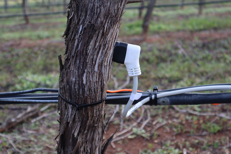 The sap flow meter attached to a vine.
