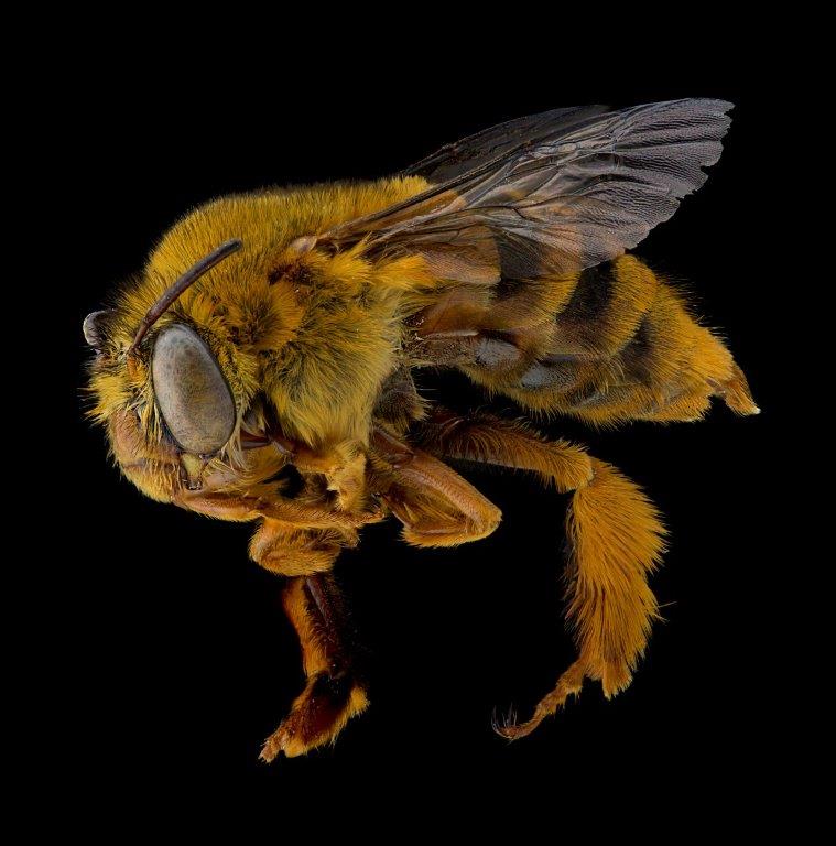 A pinned specimen of a teddy bear bee