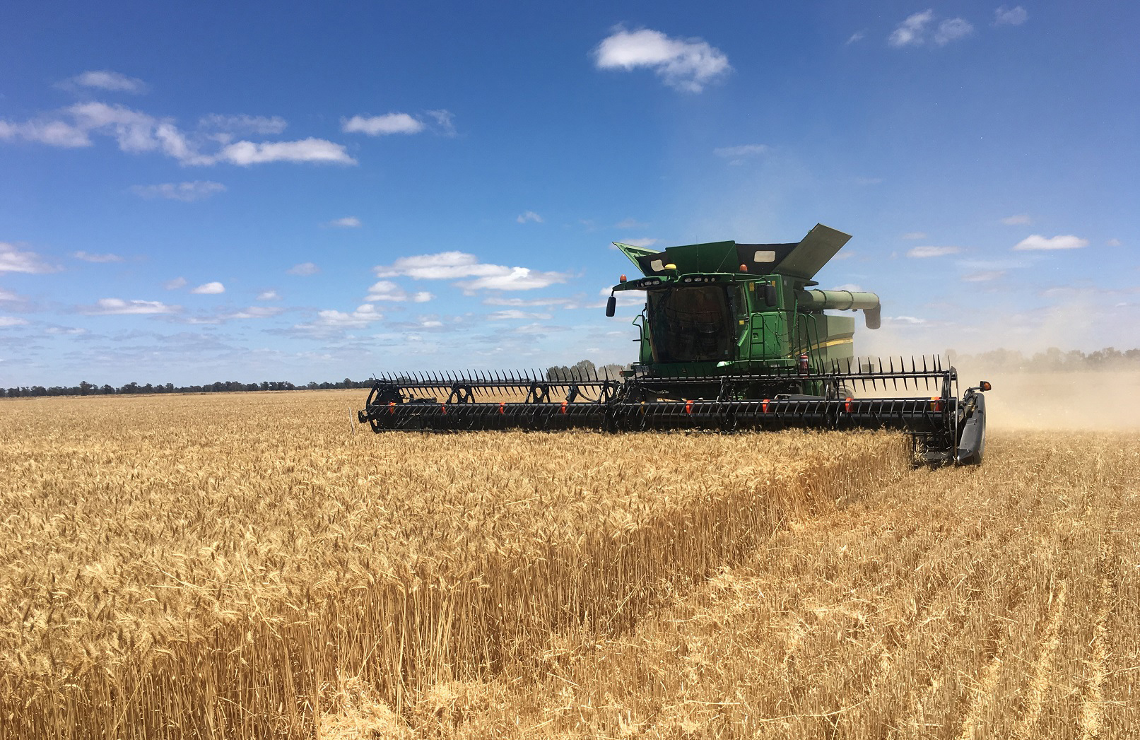 wheat harvesting in a field of wheat