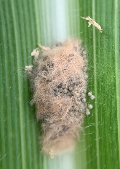 egg mass covered by light brown silk-like furry substance, on a green leaf of a corn plant
