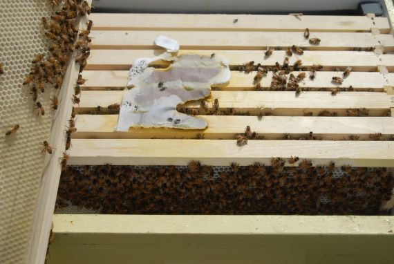 top view of a beehive showing the tops of frames with some bees, and a white paper-like object being eaten by bees