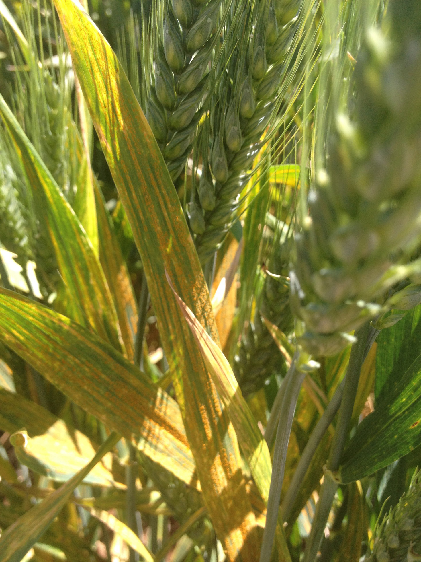 stripe rust in wheat