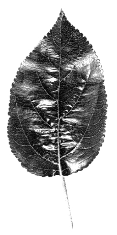 M.9 leaf