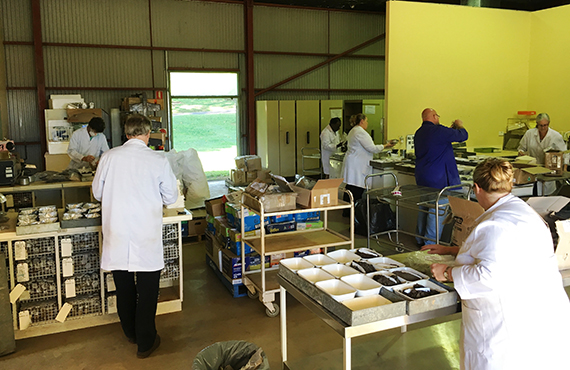 Staff working at the NSW DPI Environmental Laboratory in Wollongbar