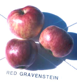 Jackes Gravenstein