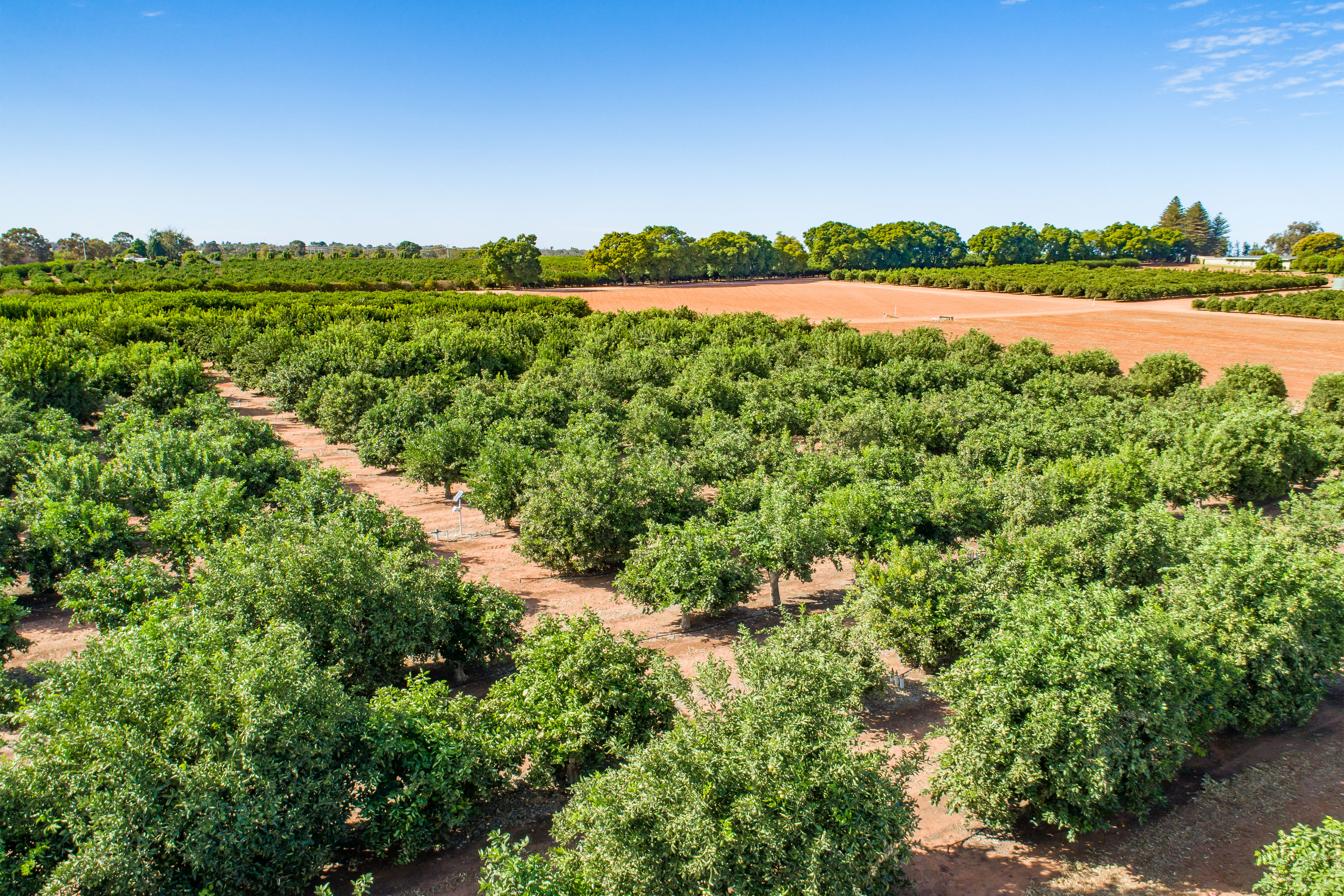 Aerial view of citrus trees.