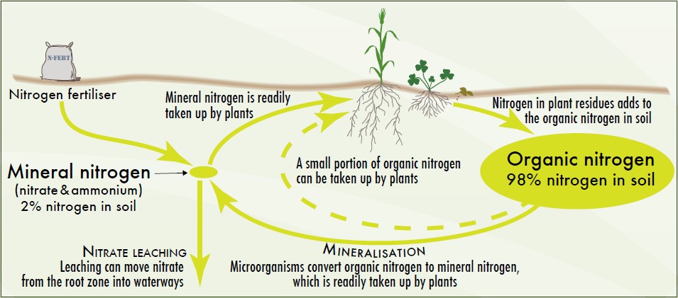 Soil nitrogen cycle showing connections between Nitrogen fertiliser, Mineral nitrogen in nitrate and ammonium form in soil, Nitrate leaching, organic nitrogen, and nitrogen in plant residues