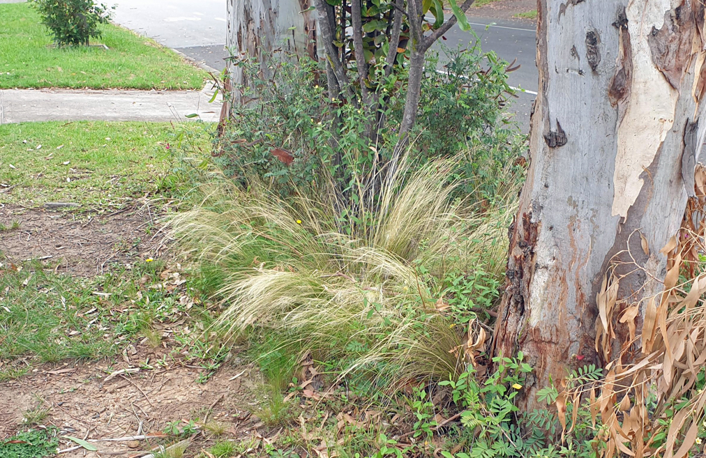 Mexican feather grass in Barden Ridge, NSW