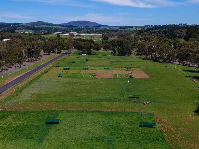 Grazing Trial in Orange NSW