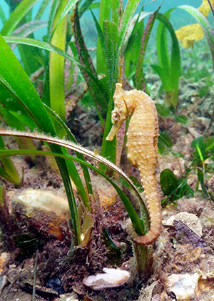 Endangered White's Seahorse on Posidonia australis