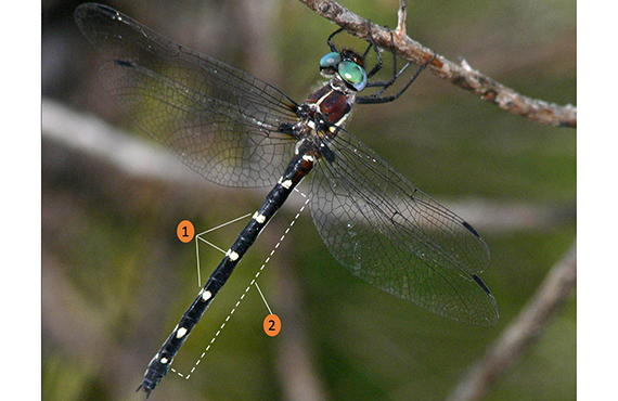 How to identify an Adam's Emerald Dragonfly