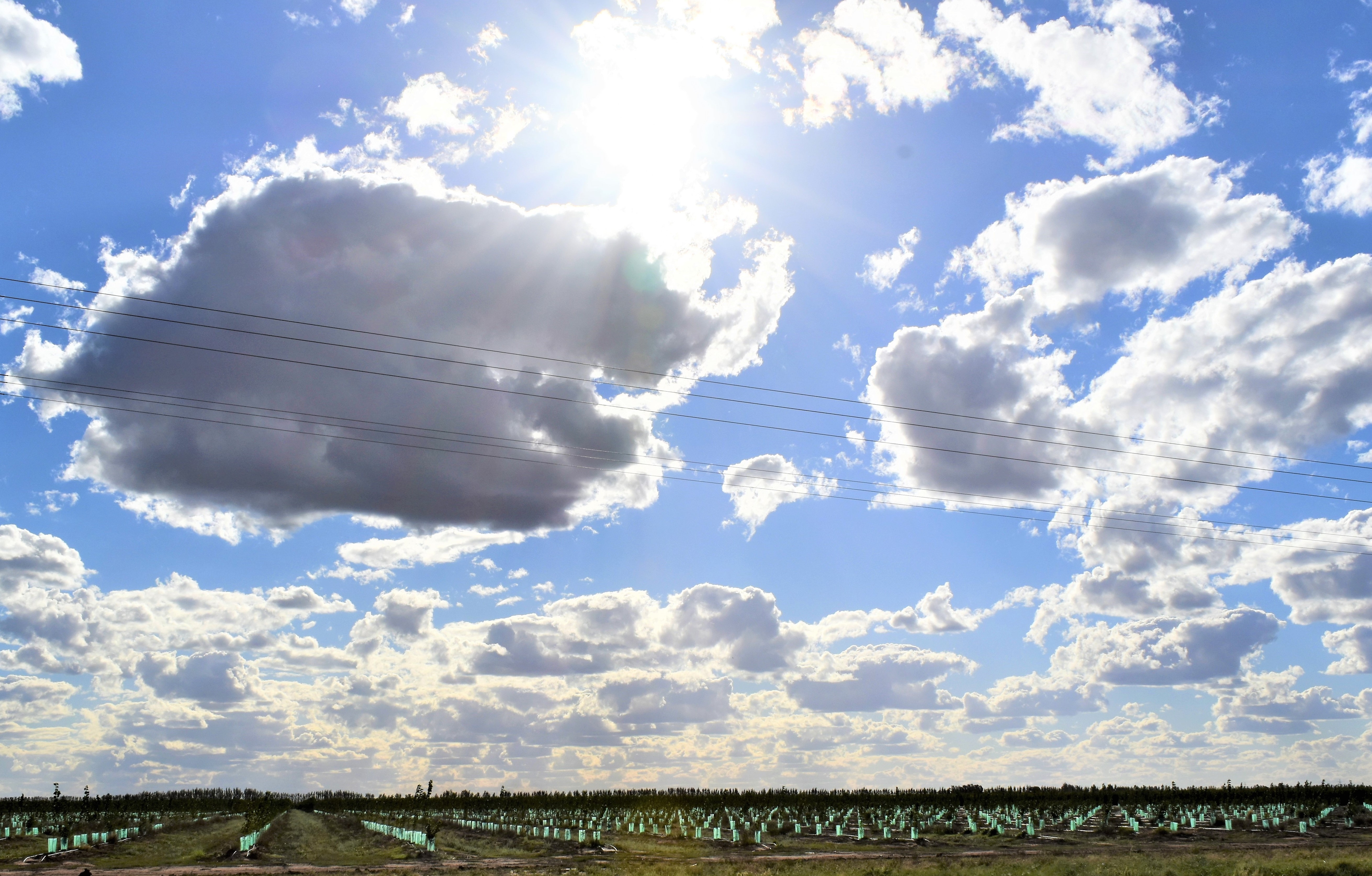 sun through clouds over an orchard